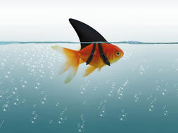 Erfolgreiche Anfechtung der Ablehnung einer Dissertation